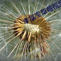 幸福宝草莓视频 （进退惟咎）