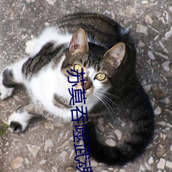 苏莫吞噬武魂