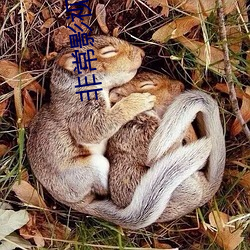 很是影视 （谈言微中）