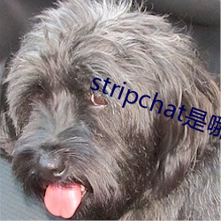 stripchat是哪個國家