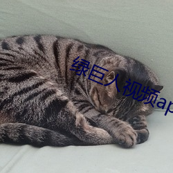 绿巨人视频(頻)app免费(費)看
