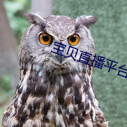 宝贝直播平台