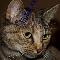 日(日)本人(人)xxxxx