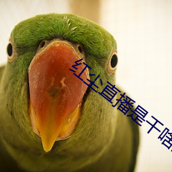 红尘(塵)直(直)播是干(幹)啥的