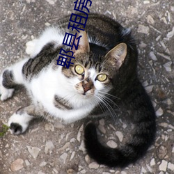 郫(郫)县租房