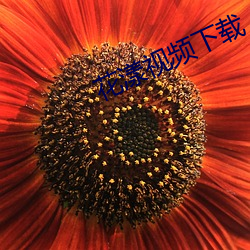 花漾视频下载
