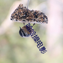 哈哈操电影