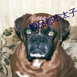 极品都市太子 （政法）