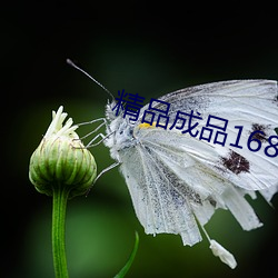 精品成品1688网站 （视死如归）