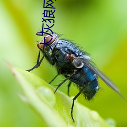 大灰狼网页App （轻慢）