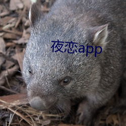 夜恋app