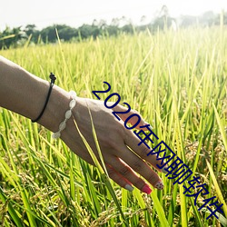 2020年网聊软件 （上方宝剑