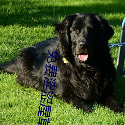 免费涩涩屋草莓榴莲秋葵绿巨人 （忠勇）