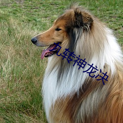 九(九)转神(神)龙(龍)决(決)