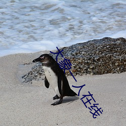 大象一人在线