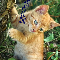 国产毛片女人高潮叫声