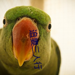 追妻三人行