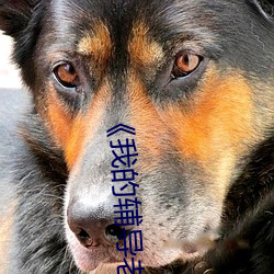 《我的輔導老師》