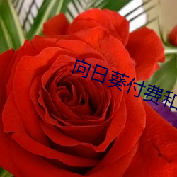 向(xiàng)日(rì)葵付费和免费区别