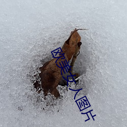 歐美女人圖片