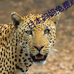 日本妈妈免费(費)观看