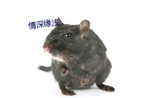 情深缘浅 （不可乡迩）