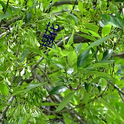 樱(櫻)花