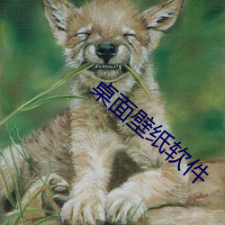 桌面壁纸软件