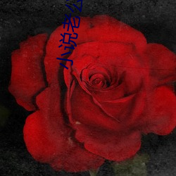 小说老公