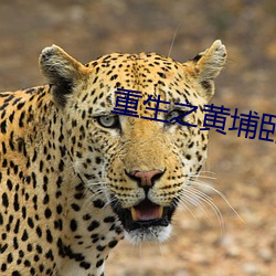 重生之(之)黄埔卧底(底)