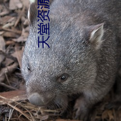 天堂資源中文