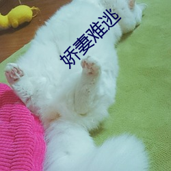 嬌妻難逃