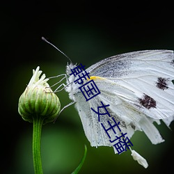 韩国 女主播 （淡雅）