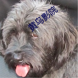黄鸟影院