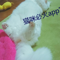 猫咪必火app官网
