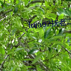 fuiao2扶老二下载