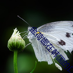 金荷娜在韩国的口碑 （挥汗成雨）