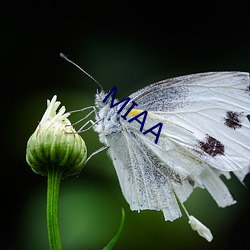 MIAA （心狠手辣）