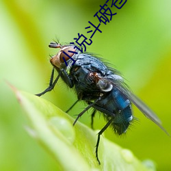 小说斗破苍穹 （校短推长）