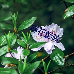 麻花(huā)影(yǐng)院