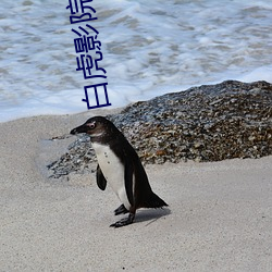 白虎影院