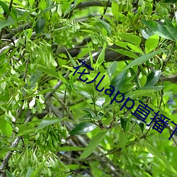 花儿app直播下载 （发奋图强）