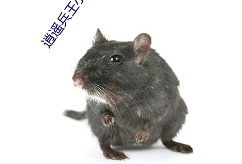 逍遙兵王小說