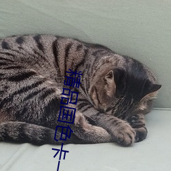精品国色卡一卡二 （无畏）