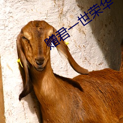 赠君一世荣华