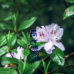 第七影院