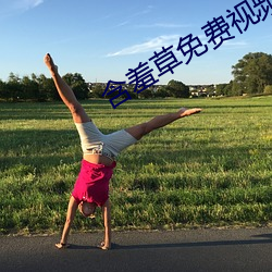 含羞草免费视频 退票）