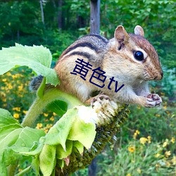 黄色tv （巾箱本）