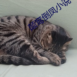 顛鸾倒鳳小說
