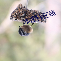 本庄(莊)铃在线